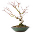 Acer palmatum, 26,5 cm, ± 10 jaar oud