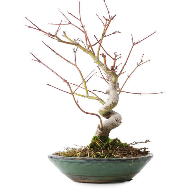 Acer palmatum, 26,5 cm, ± 10 jaar oud