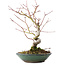 Acer palmatum, 26,5 cm, ± 10 jaar oud