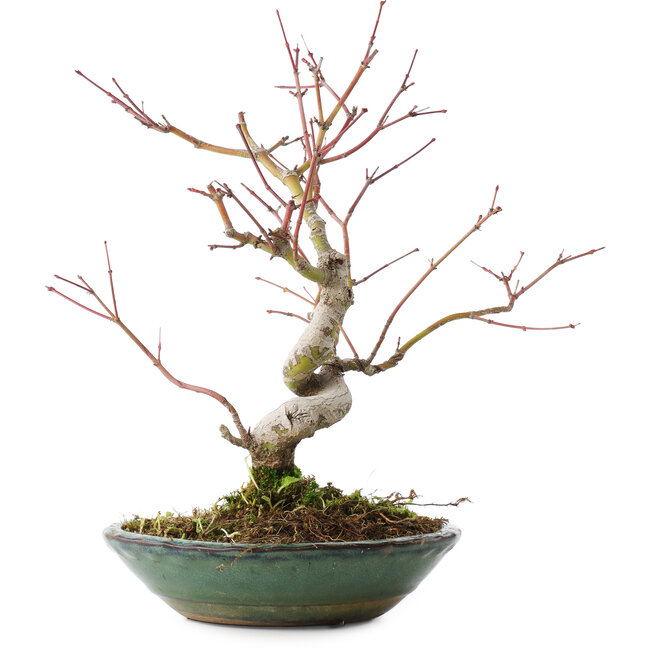 Acer palmatum, 26,5 cm, ± 10 jaar oud