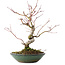 Acer palmatum, 26,5 cm, ± 10 jaar oud