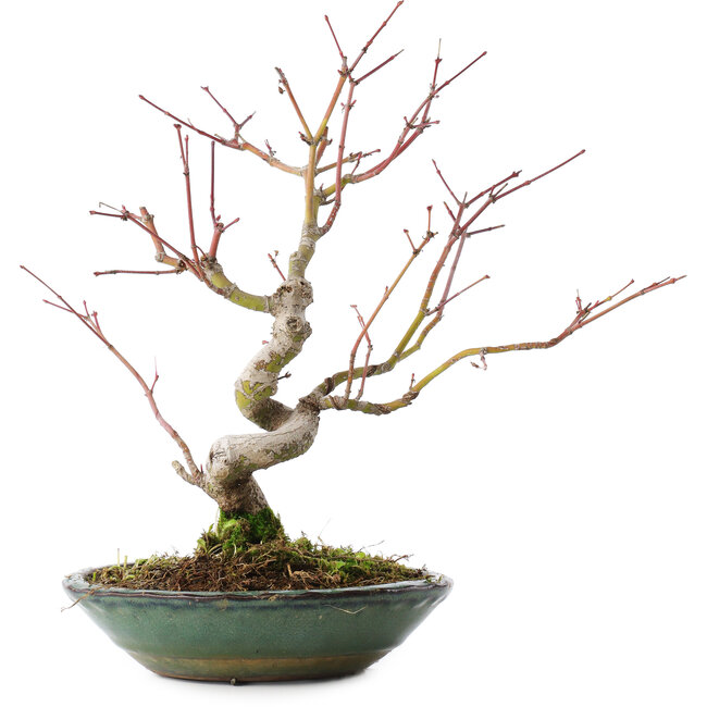 Acer palmatum, 26,5 cm, ± 10 Jahre alt