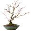 Acer palmatum, 26,5 cm, ± 10 jaar oud