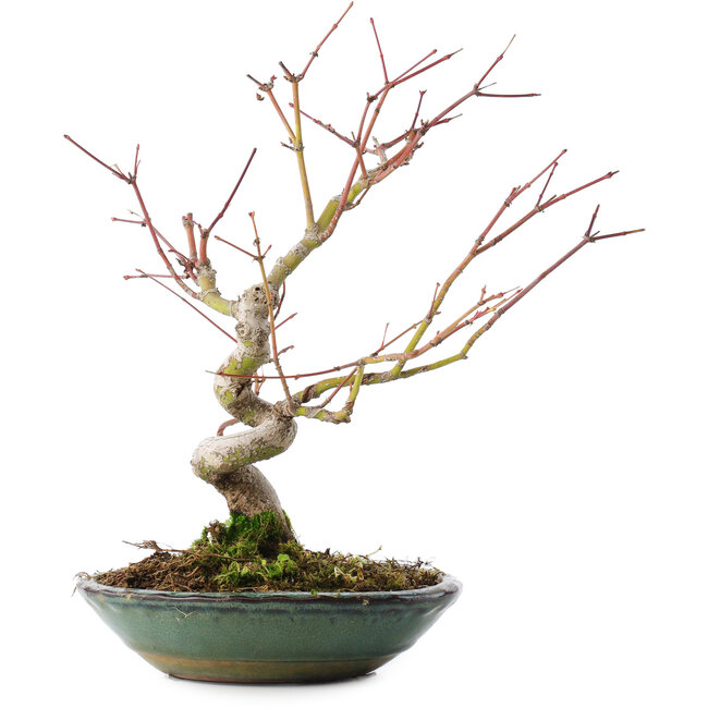 Acer palmatum, 26,5 cm, ± 10 anni
