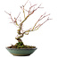 Acer palmatum, 26,5 cm, ± 10 jaar oud