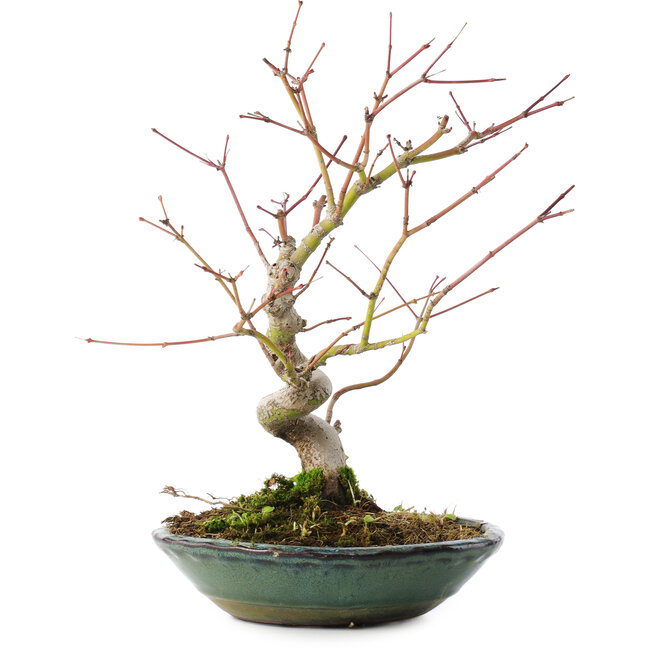 Acer palmatum, 26,5 cm, ± 10 anni