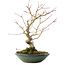 Acer palmatum, 26,5 cm, ± 10 jaar oud