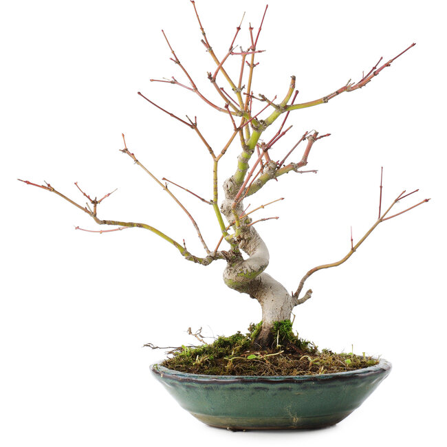 Acer palmatum, 26,5 cm, ± 10 Jahre alt