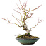 Acer palmatum, 26,5 cm, ± 10 jaar oud