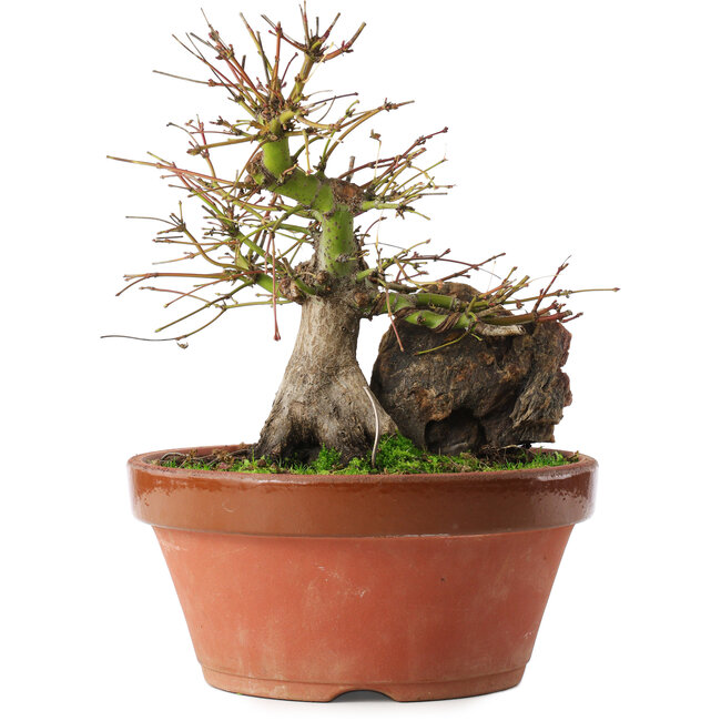 Acer palmatum, 21,5 cm, ± 15 ans