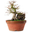 Acer palmatum, 21,5 cm, ± 15 jaar oud