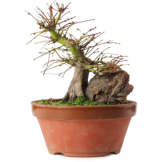 Acer palmatum, 21,5 cm, ± 15 anni