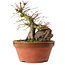 Acer palmatum, 21,5 cm, ± 15 ans