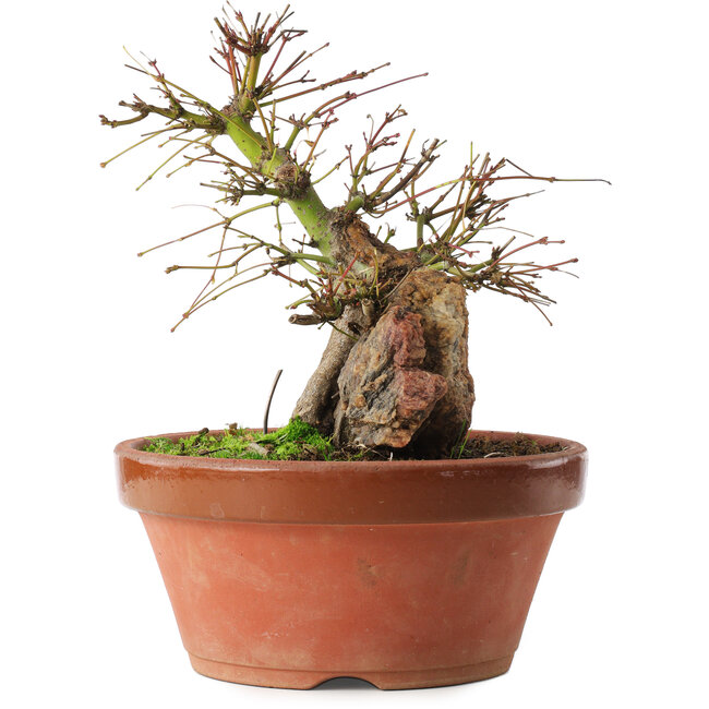 Acer palmatum, 21,5 cm, ± 15 Jahre alt