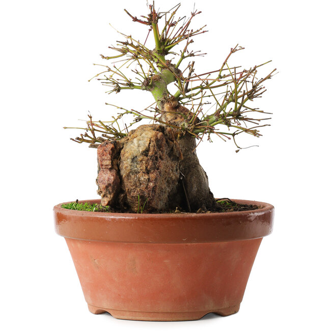 Acer palmatum, 21,5 cm, ± 15 anni