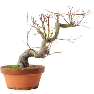 Acer palmatum, 24,5 cm, ± 15 años