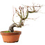 Acer palmatum, 24,5 cm, ± 15 años