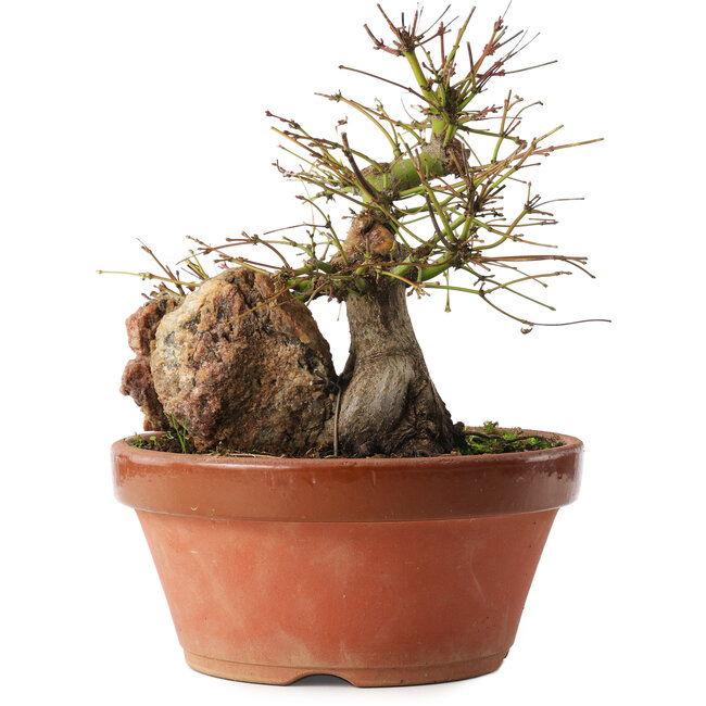 Acer palmatum, 21,5 cm, ± 15 jaar oud