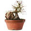 Acer palmatum, 21,5 cm, ± 15 anni
