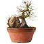 Acer palmatum, 21,5 cm, ± 15 ans