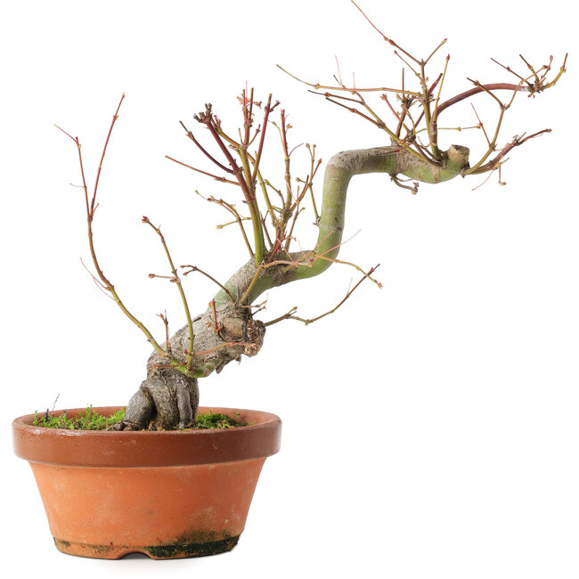 Acer palmatum, 24,5 cm, ± 15 años