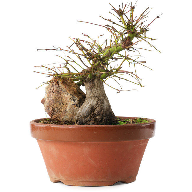 Acer palmatum, 21,5 cm, ± 15 Jahre alt