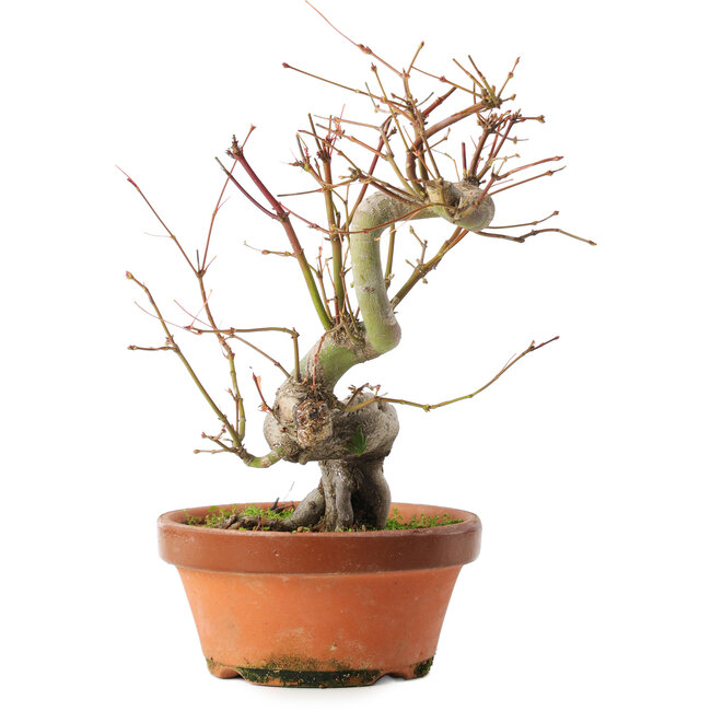Acer palmatum, 24,5 cm, ± 15 años