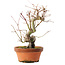 Acer palmatum, 24,5 cm, ± 15 años