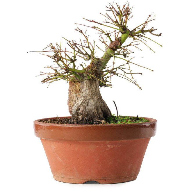 Acer palmatum, 21,5 cm, ± 15 jaar oud