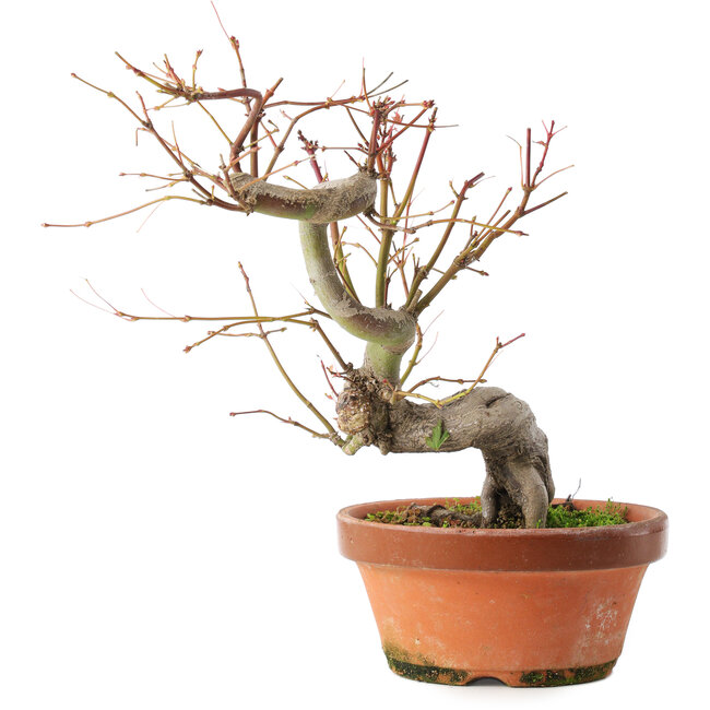 Acer palmatum, 24,5 cm, ± 15 jaar oud