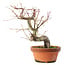 Acer palmatum, 24,5 cm, ± 15 anni
