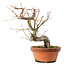 Acer palmatum, 24,5 cm, ± 15 jaar oud