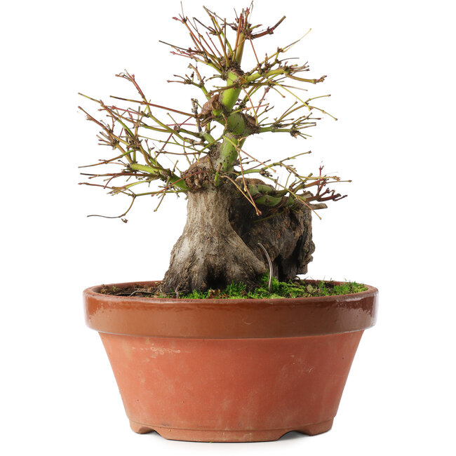 Acer palmatum, 21,5 cm, ± 15 Jahre alt