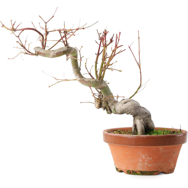 Acer palmatum, 24,5 cm, ± 15 jaar oud