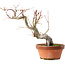 Acer palmatum, 24,5 cm, ± 15 años