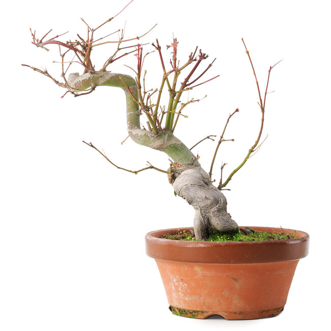 Acer palmatum, 24,5 cm, ± 15 anni