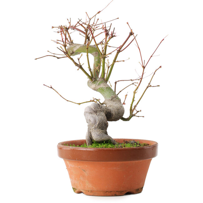 Acer palmatum, 24,5 cm, ± 15 years old