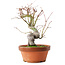Acer palmatum, 24,5 cm, ± 15 años