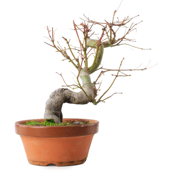 Acer palmatum, 24,5 cm, ± 15 anni