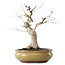 Acer palmatum, 25,5 cm, ± 15 años