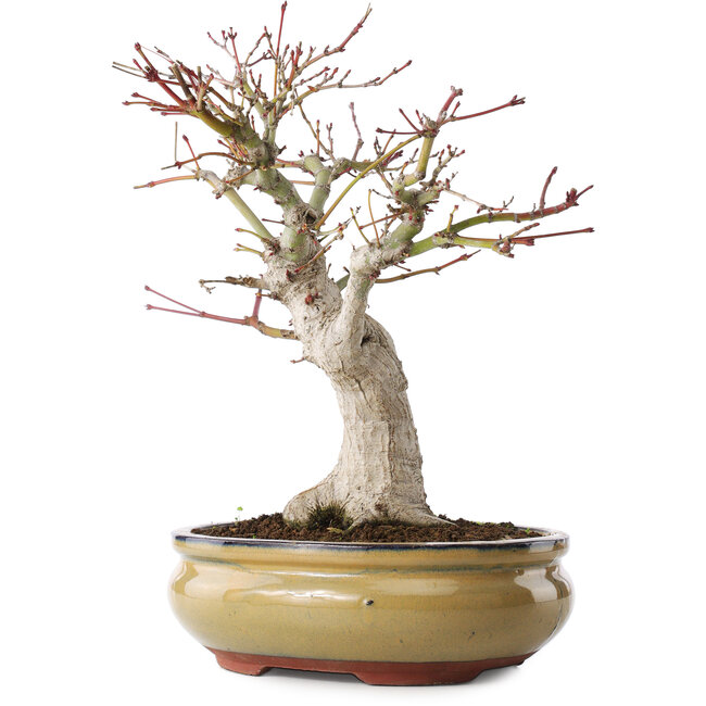 Acer palmatum, 25,5 cm, ± 15 años