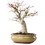 Acer palmatum, 25,5 cm, ± 15 años