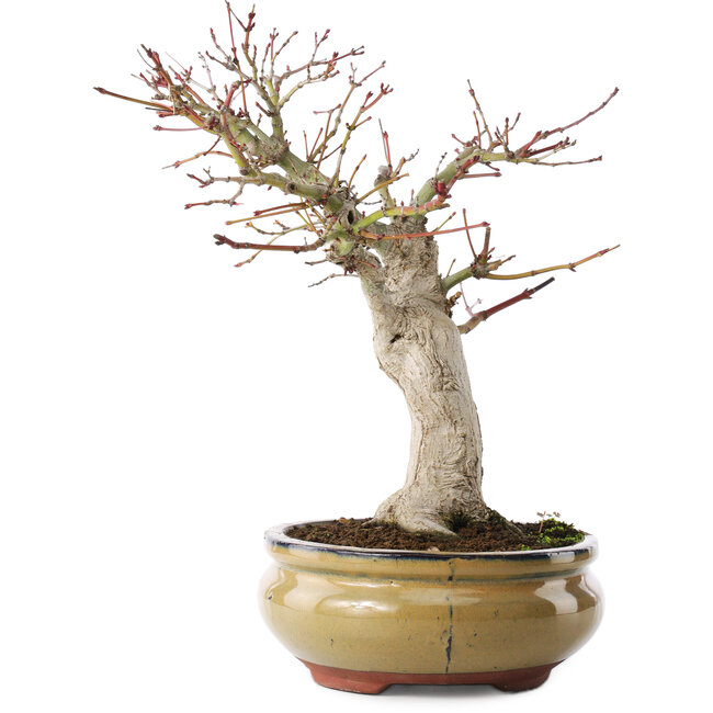Acer palmatum, 25,5 cm, ± 15 años