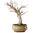Acer palmatum, 25,5 cm, ± 15 años