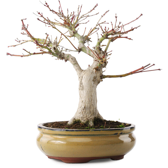Acer palmatum, 25,5 cm, ± 15 jaar oud