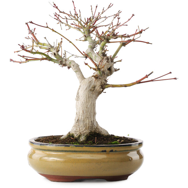 Acer palmatum, 25,5 cm, ± 15 anni