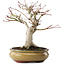 Acer palmatum, 25,5 cm, ± 15 años
