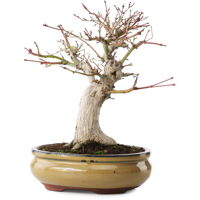 Acer palmatum, 25,5 cm, ± 15 años