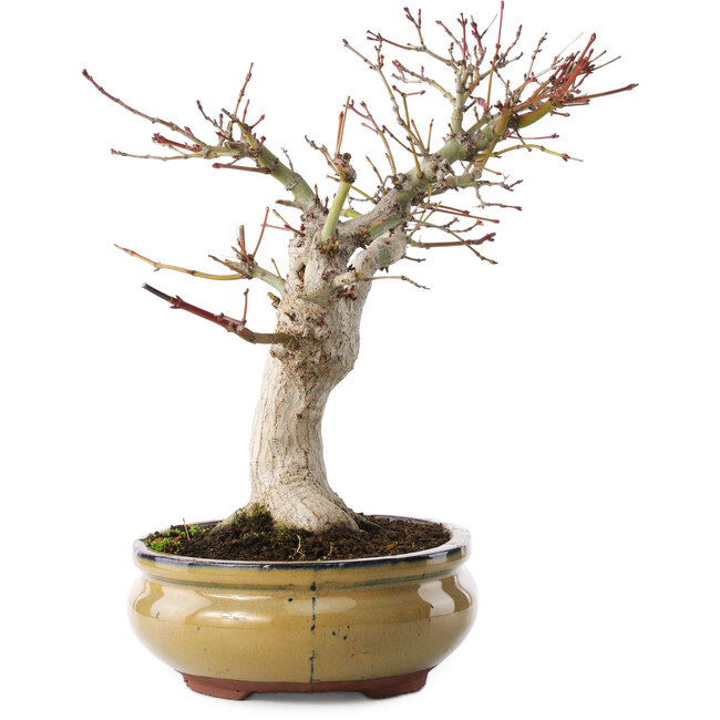 Acer palmatum, 25,5 cm, ± 15 jaar oud