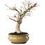 Acer palmatum, 25,5 cm, ± 15 años